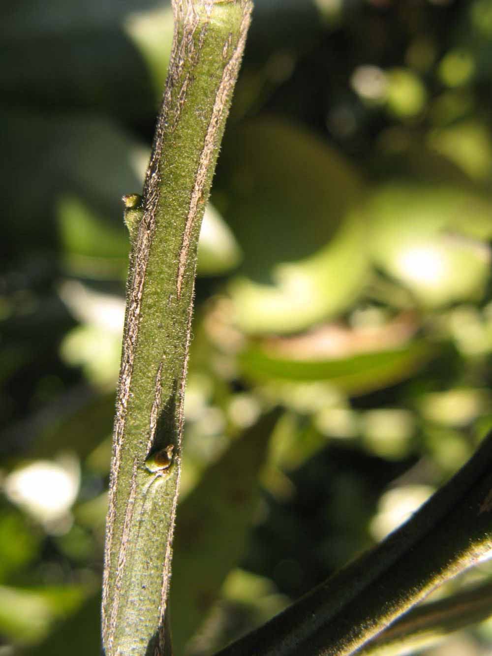                    Second - third year twig (Winter   Haven, FL)       